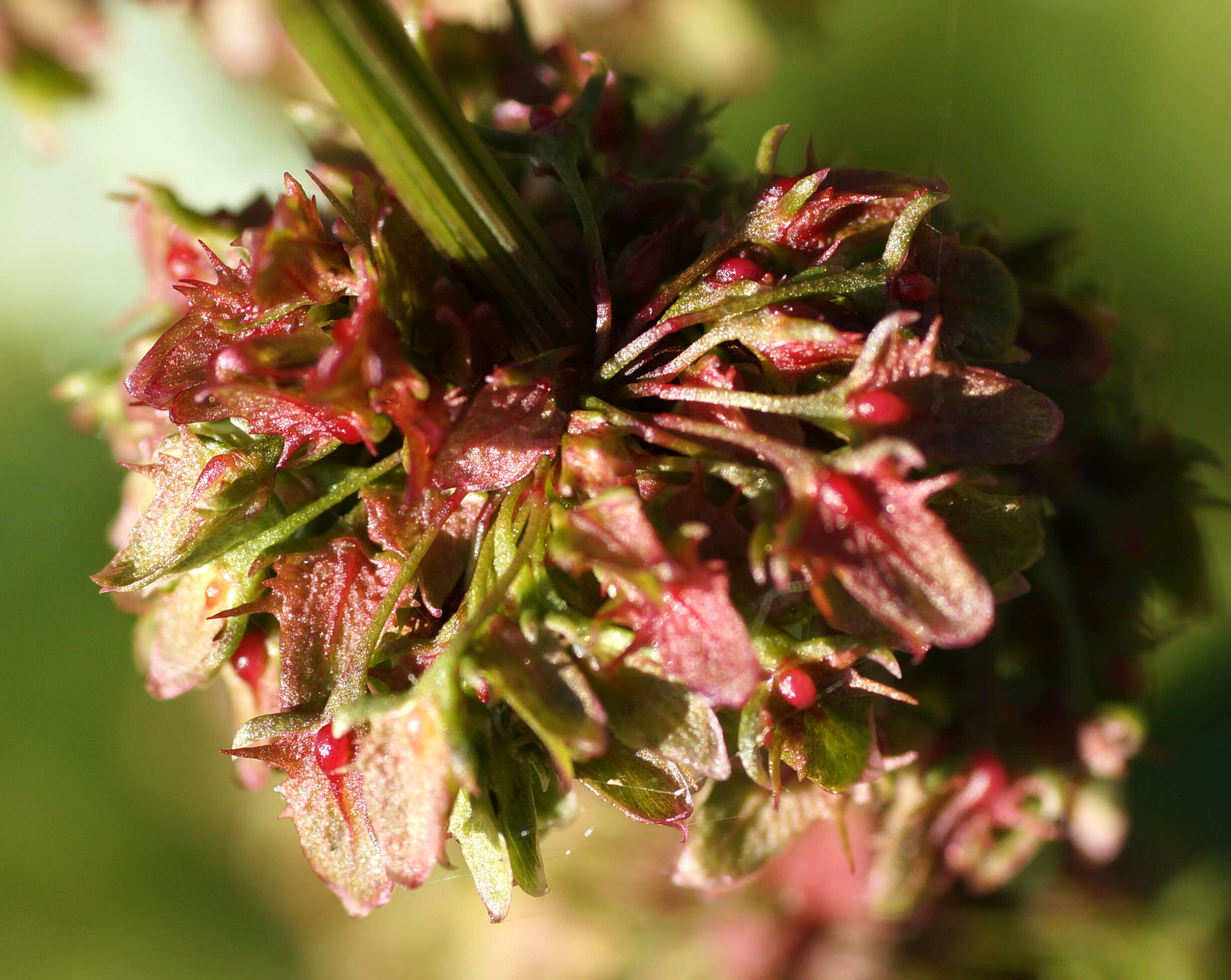 Imagem de Rumex obtusifolius L.