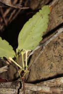 Image of Cyclophyllum balansae (Baill.) Guillaumin