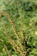 Imagem de Rumex obtusifolius L.