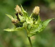 Image of Cabbage Thistle