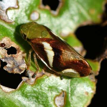 Image of Carystoterpa fingens (Walker 1851)