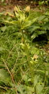 Image of Cabbage Thistle