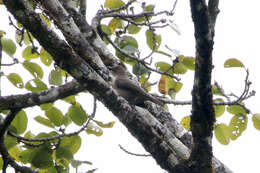 Image of American Mountain Thrush