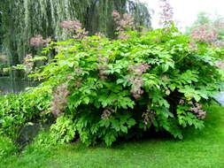 Image of California spikenard