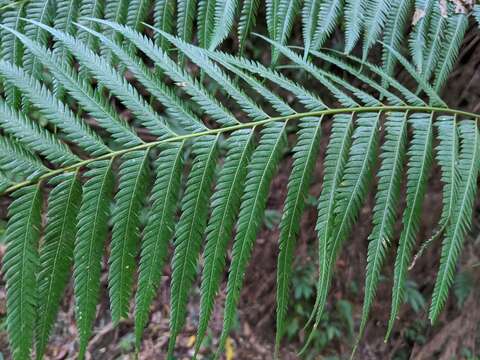 Image of Borneo Golden Fern