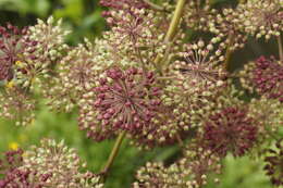 Image of California spikenard