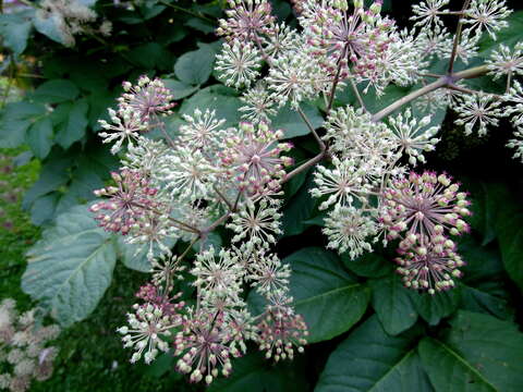 Image of California spikenard