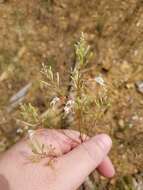 Oenothera filipes (Spach) W. L. Wagner & Hoch resmi