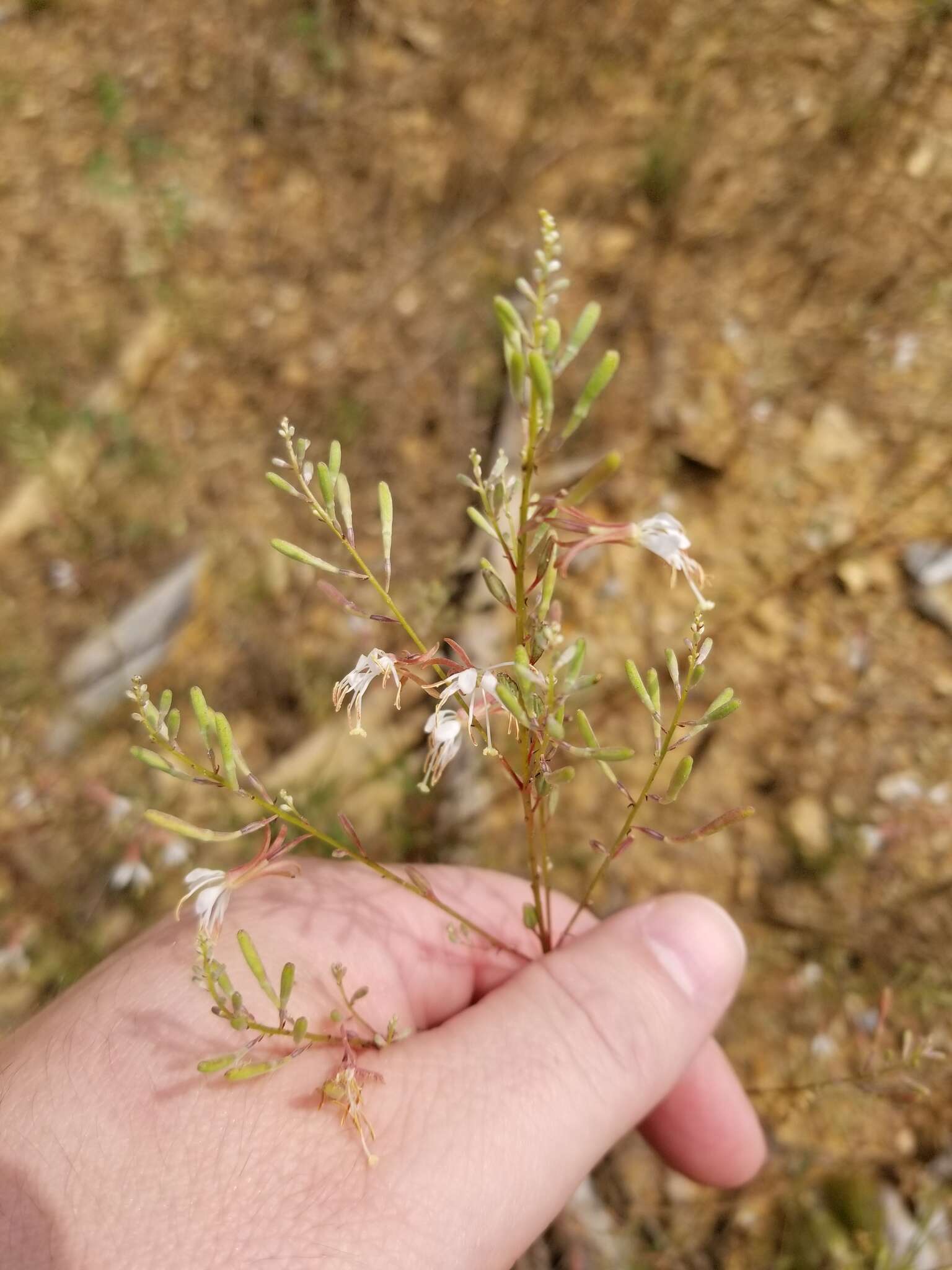 Oenothera filipes (Spach) W. L. Wagner & Hoch resmi