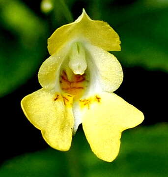 Image of small balsam