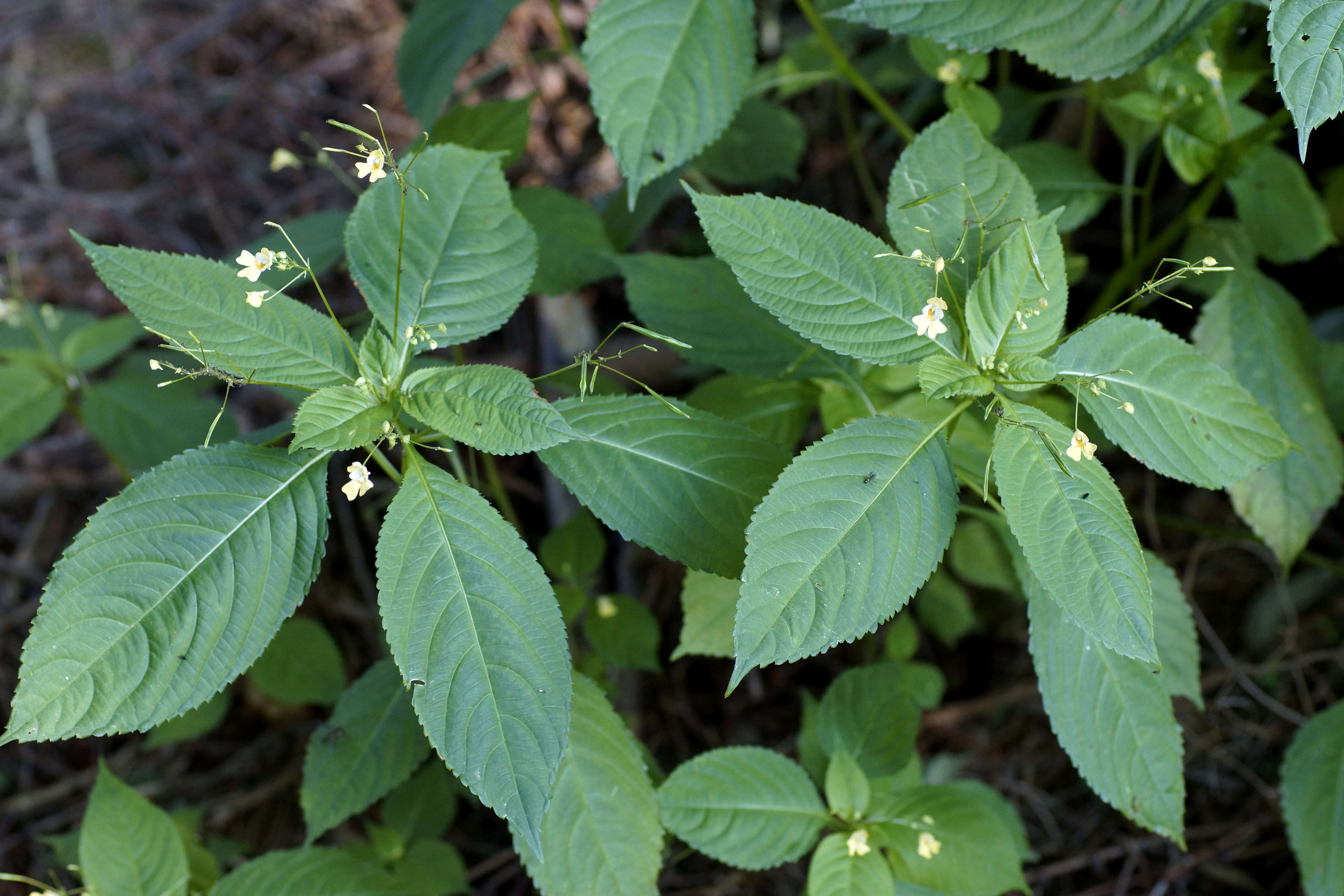 Image of small balsam