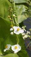 Sagittaria latifolia Willd. resmi