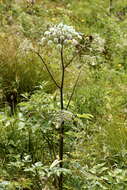 Image of wild angelica