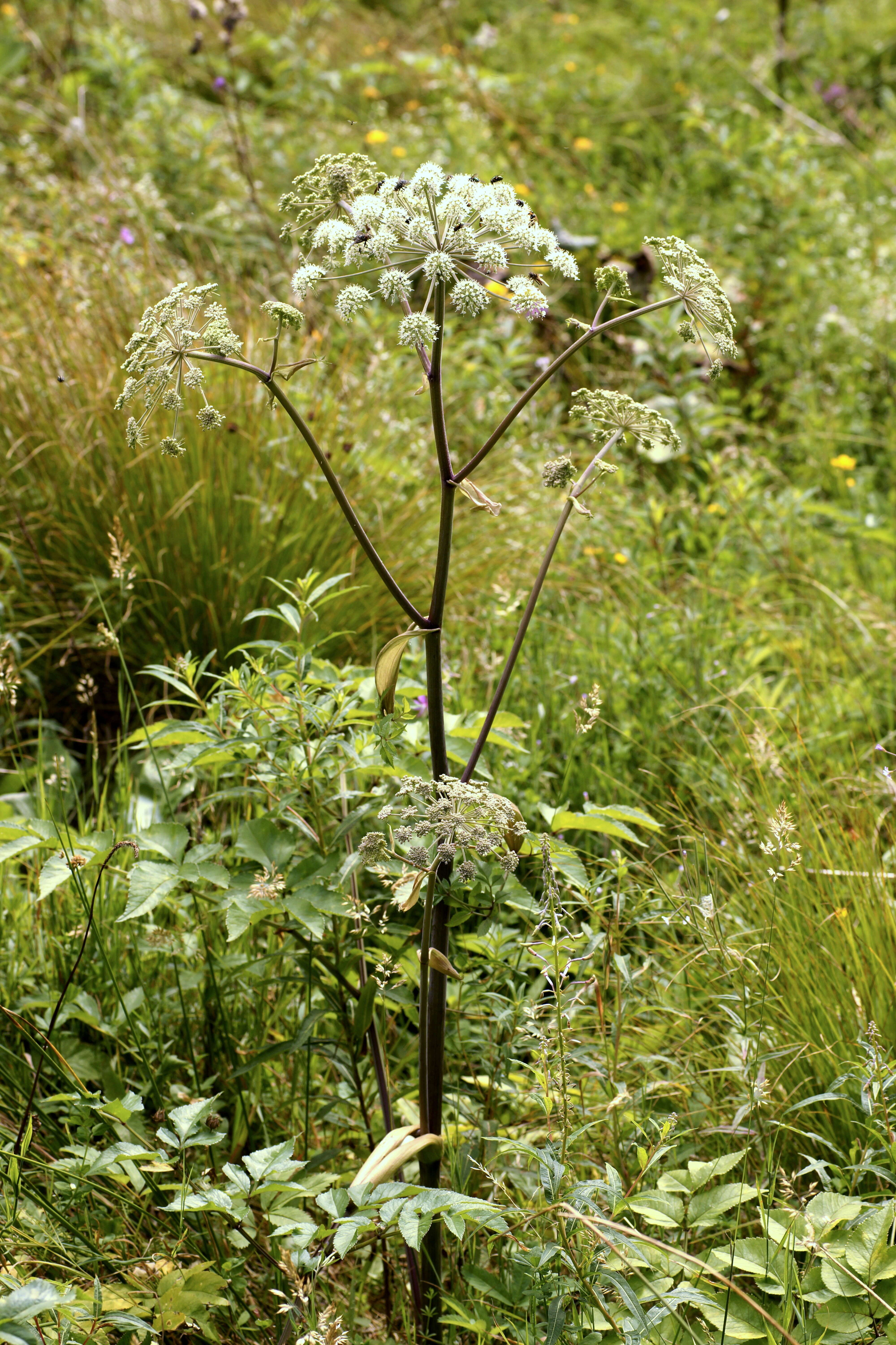 Image of wild angelica