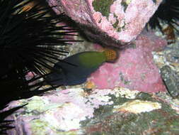 Image of Blackbar Filefish