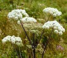 Image of wild angelica