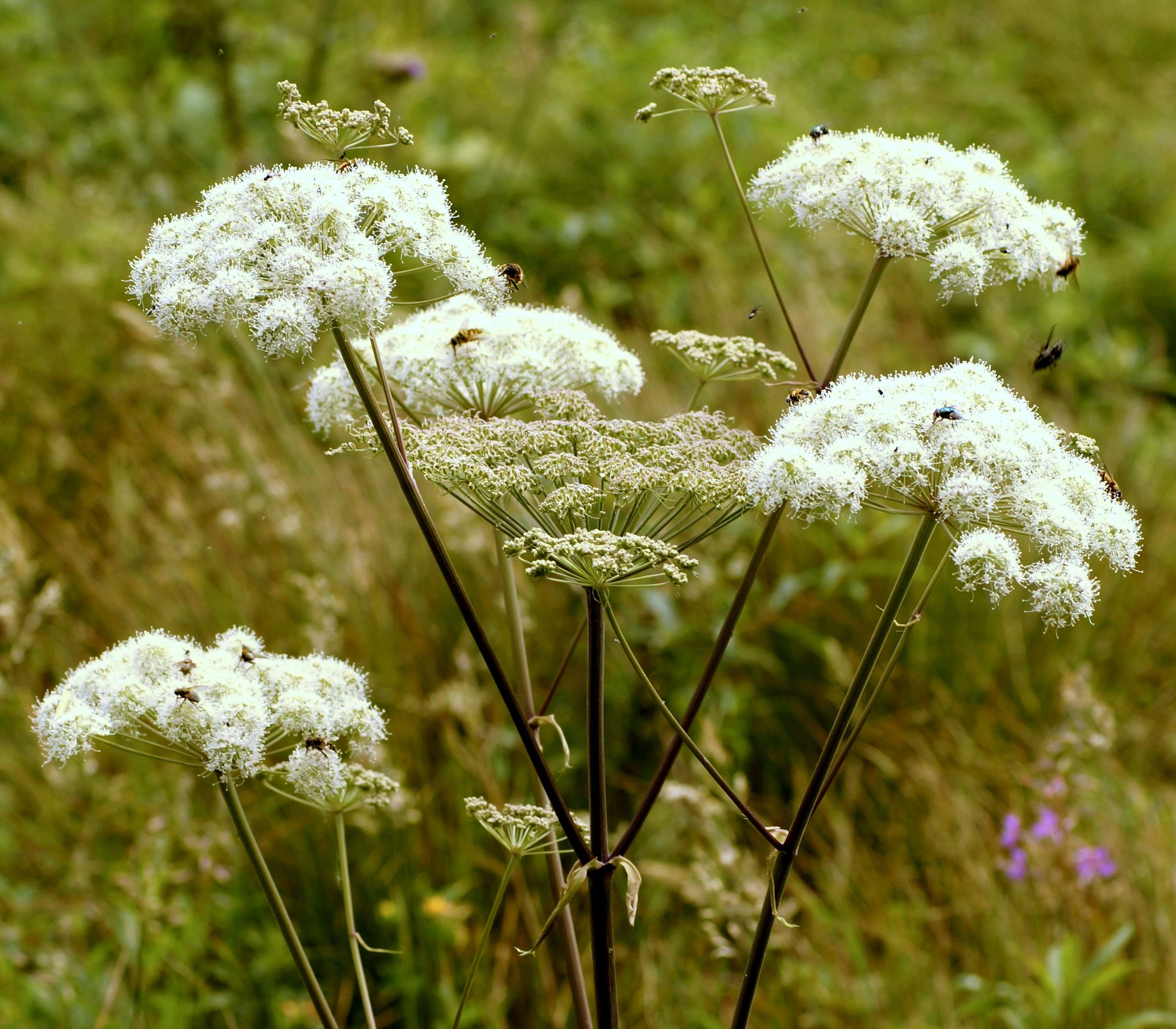 Image of wild angelica