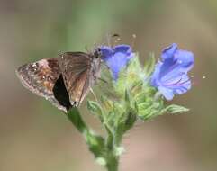 Image of Columbine Duskywing