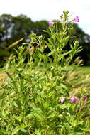 Image of Great Willowherb