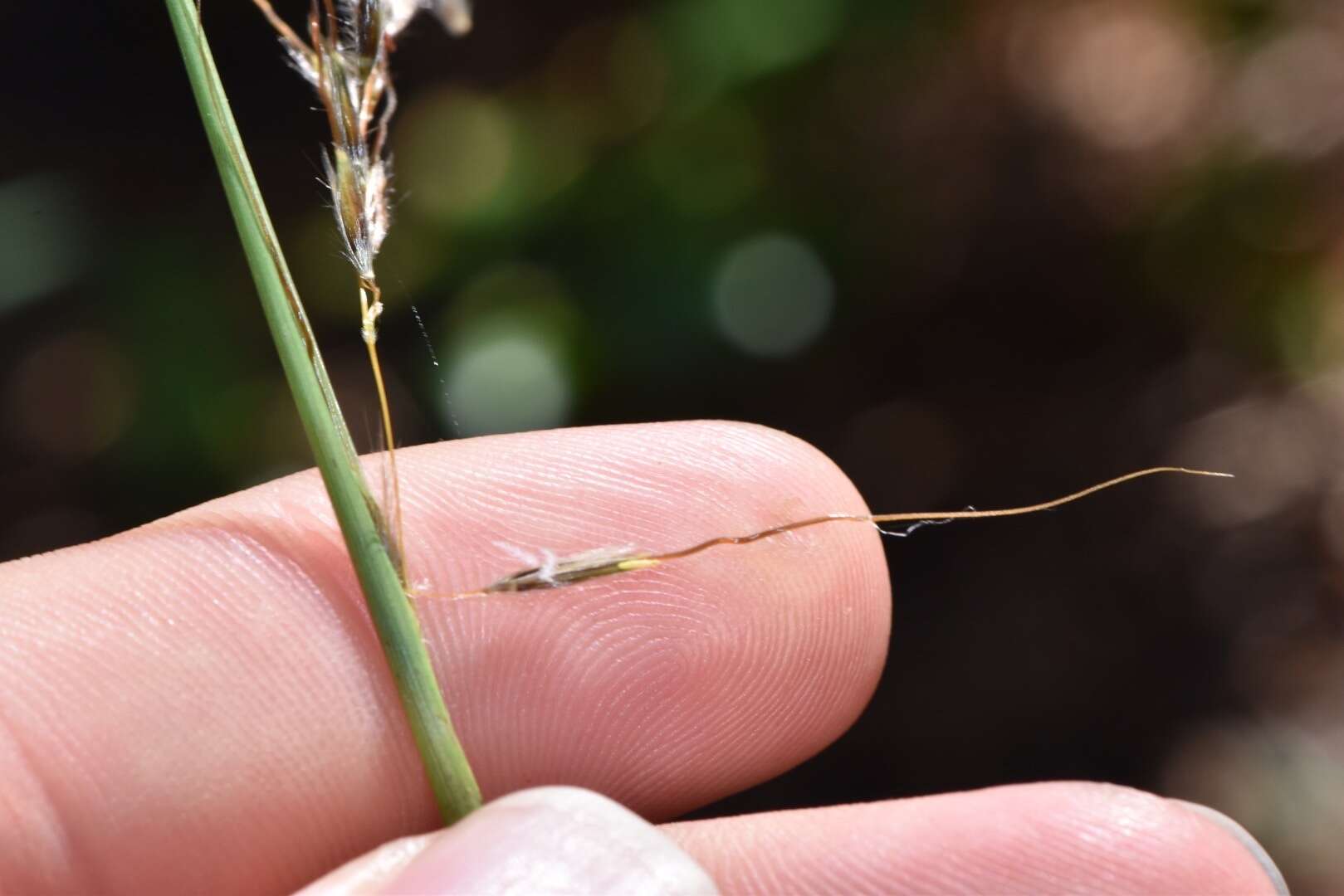 Image of slender Indiangrass