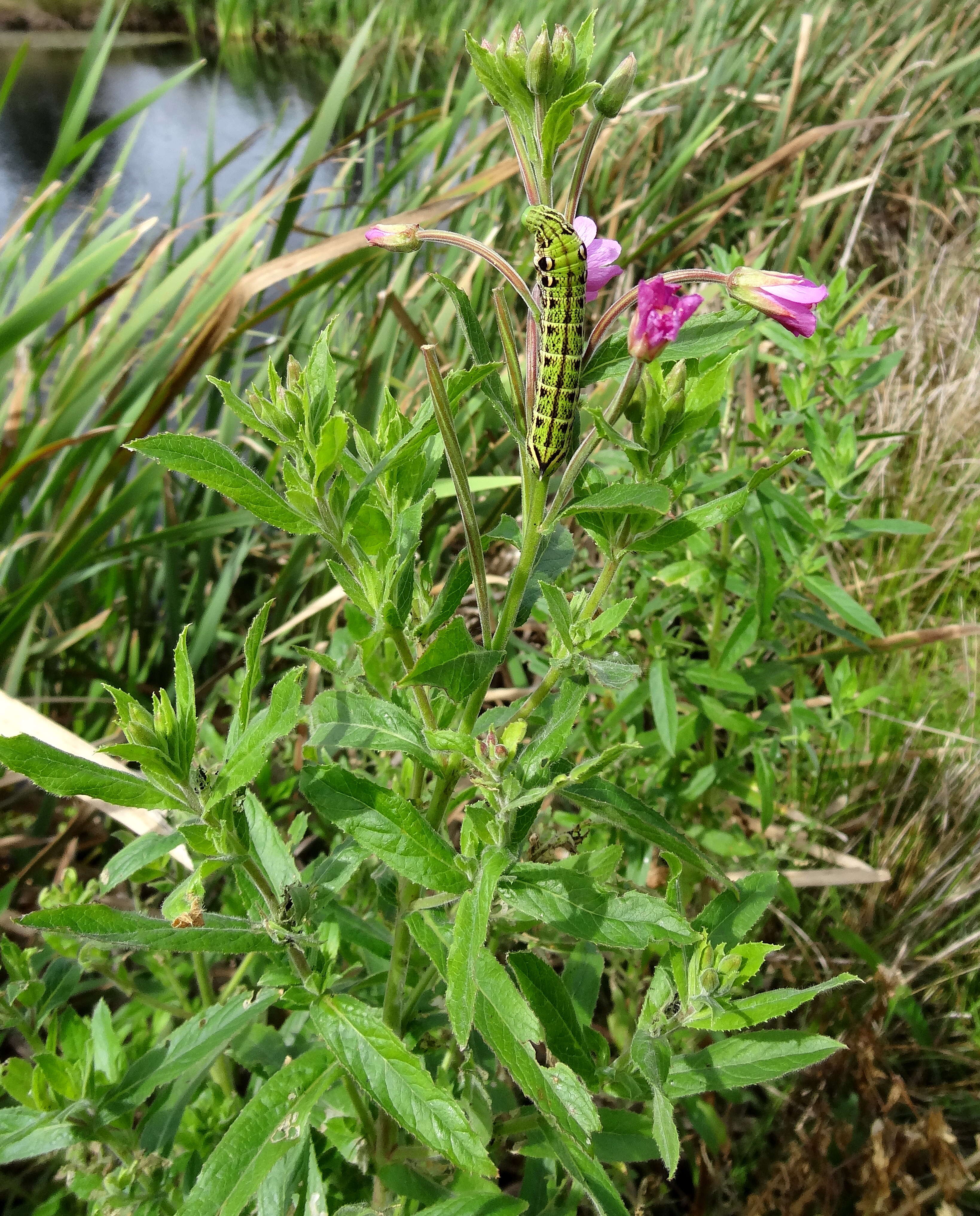 Слика од Epilobium hirsutum L.