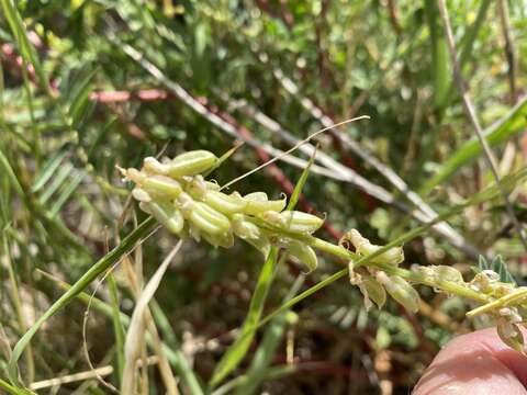 Imagem de Astragalus bisulcatus var. haydenianus (A. Gray) Barneby