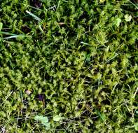 Image of square goose neck moss