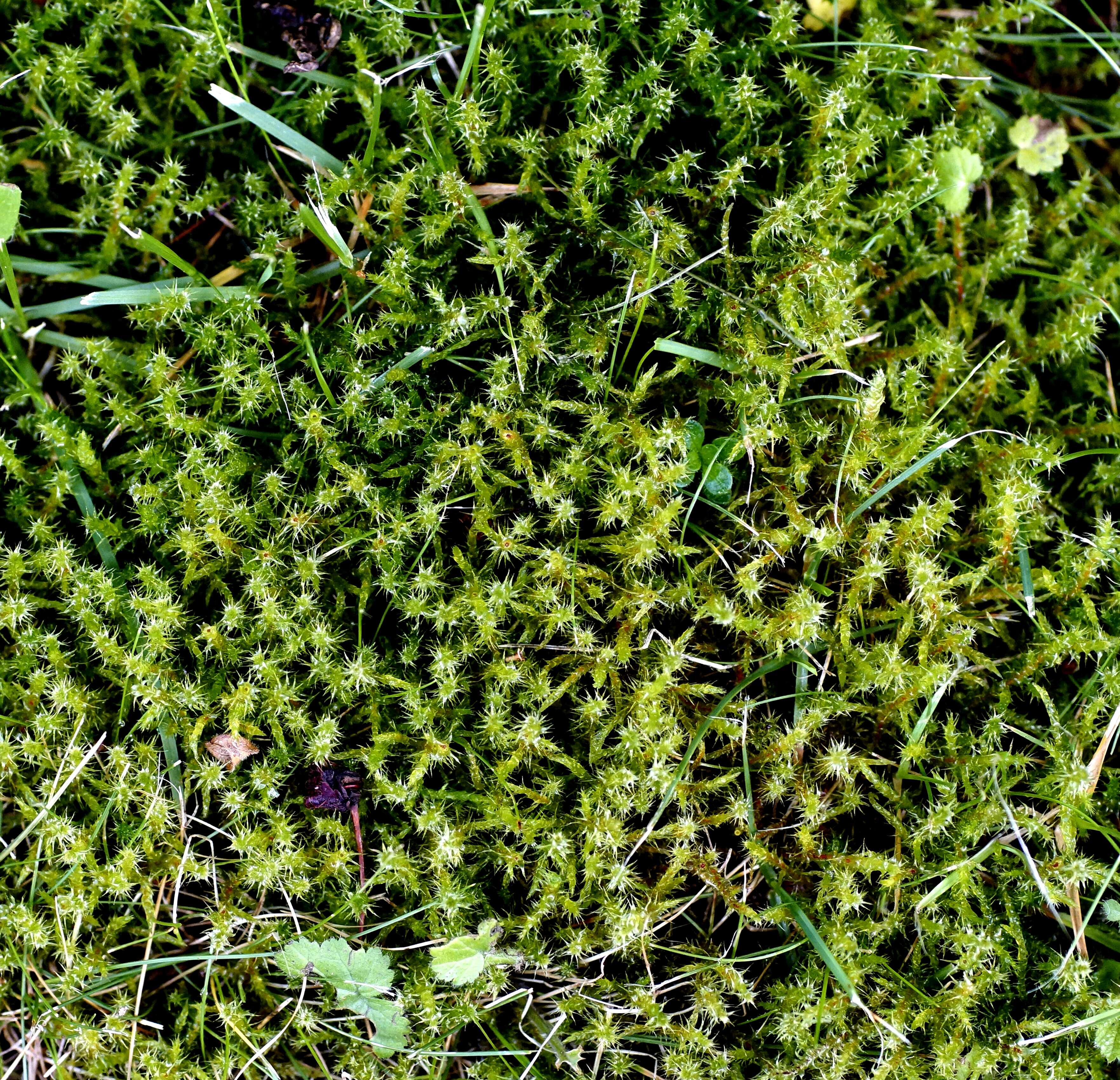 Image of square goose neck moss