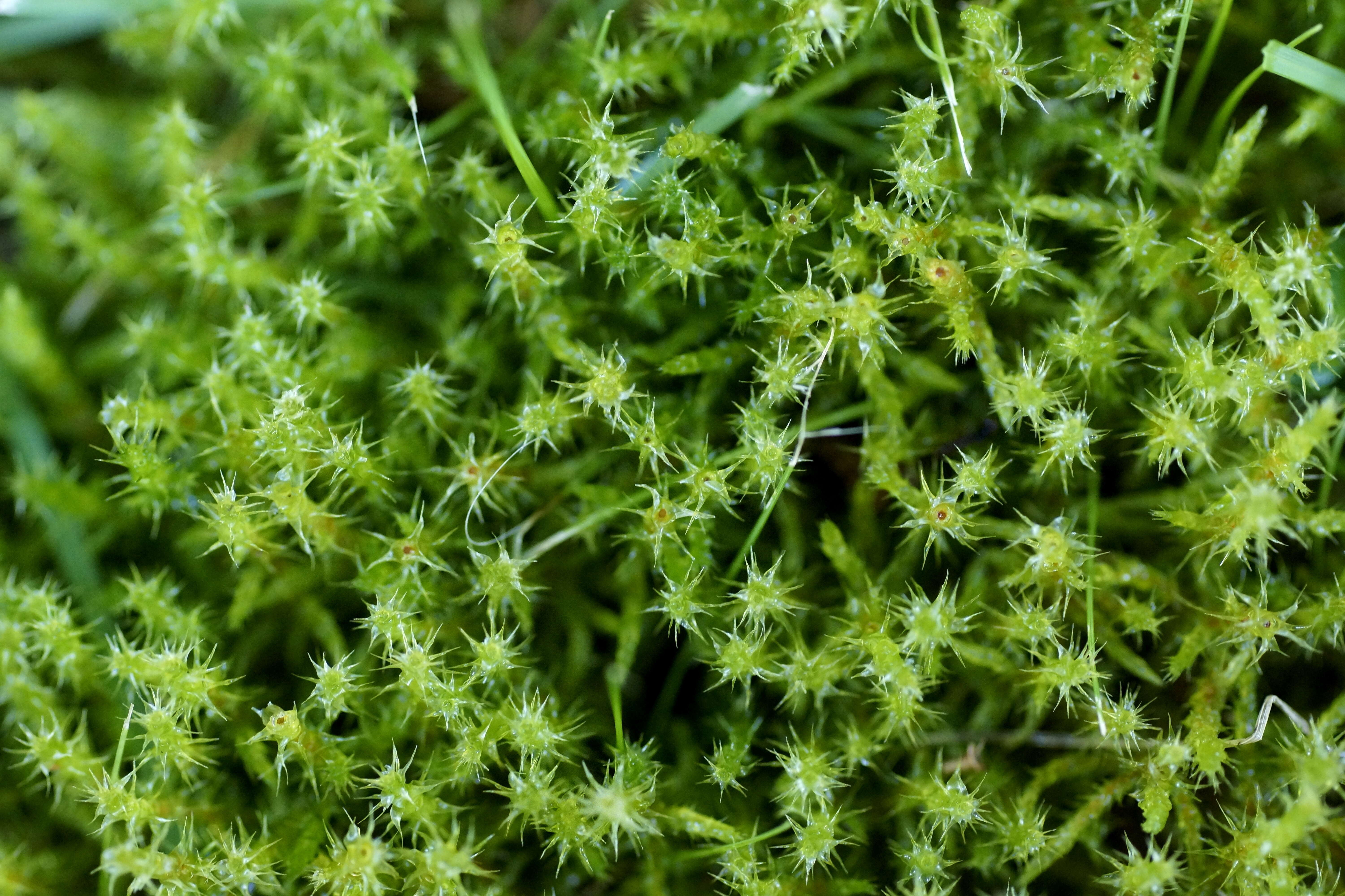 Image of square goose neck moss