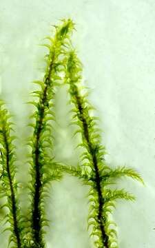 Image of square goose neck moss