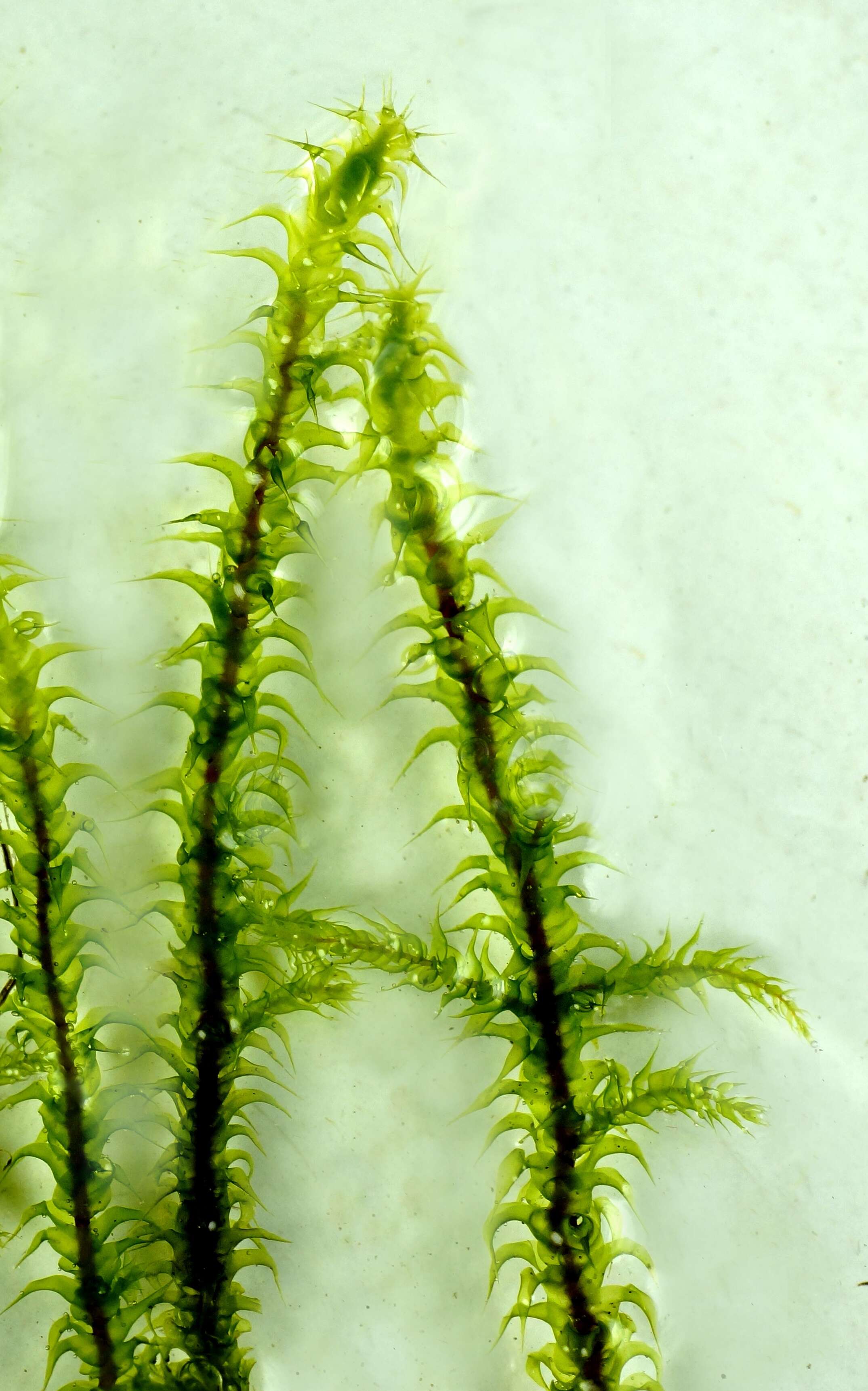 Image of square goose neck moss