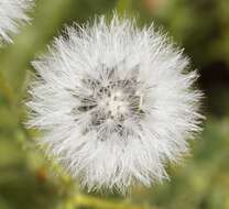 Image of sticky groundsel