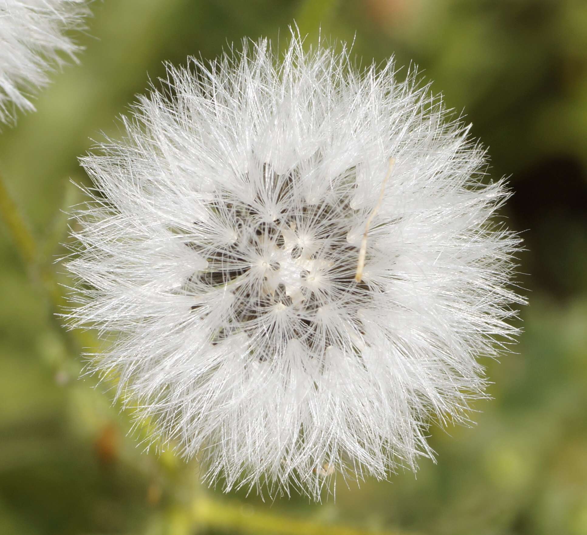 Image of sticky groundsel