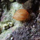 Image of European Pheasant Shell