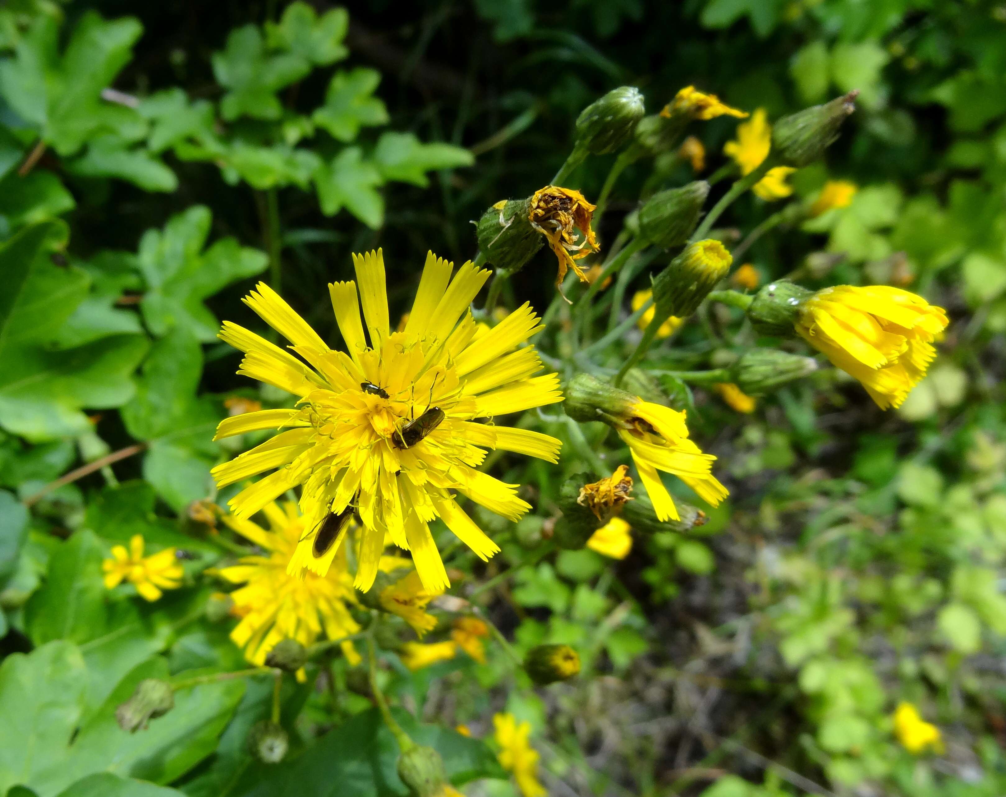 Hieracium laevigatum Willd. resmi