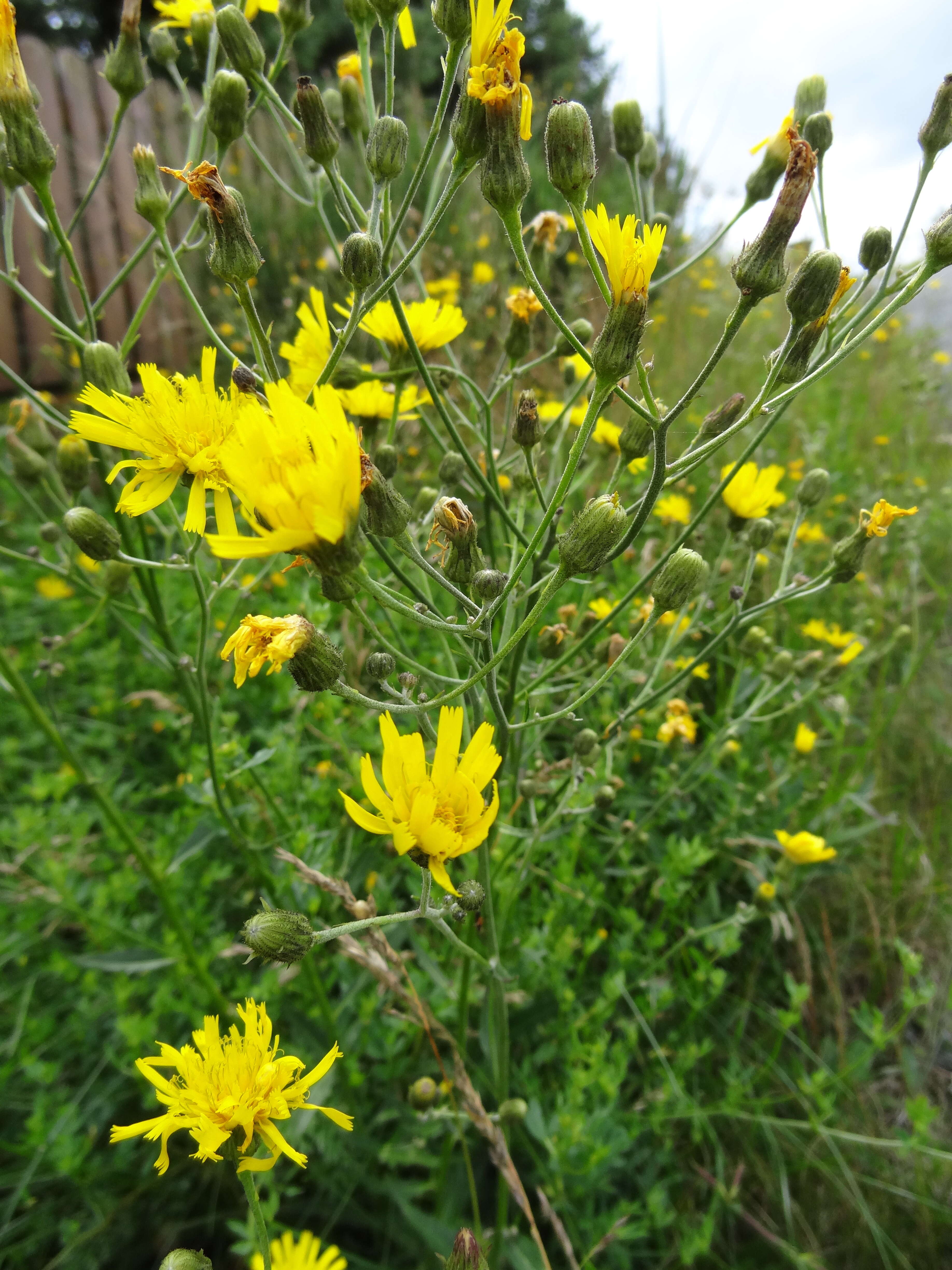 Hieracium laevigatum Willd. resmi