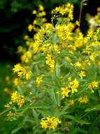 Image of Yellow Loosestrife