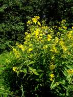 Image of Yellow Loosestrife