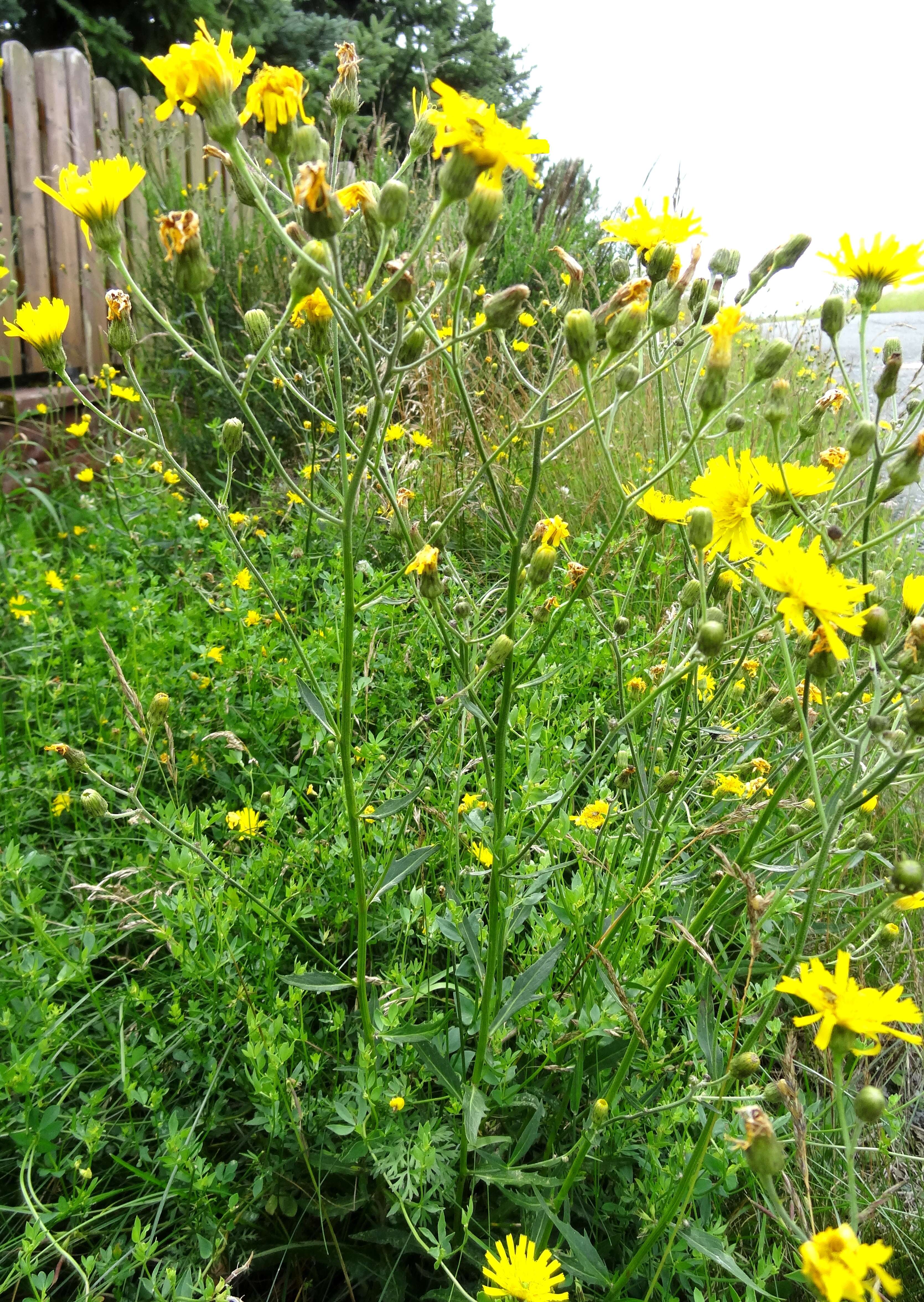 Hieracium laevigatum Willd. resmi