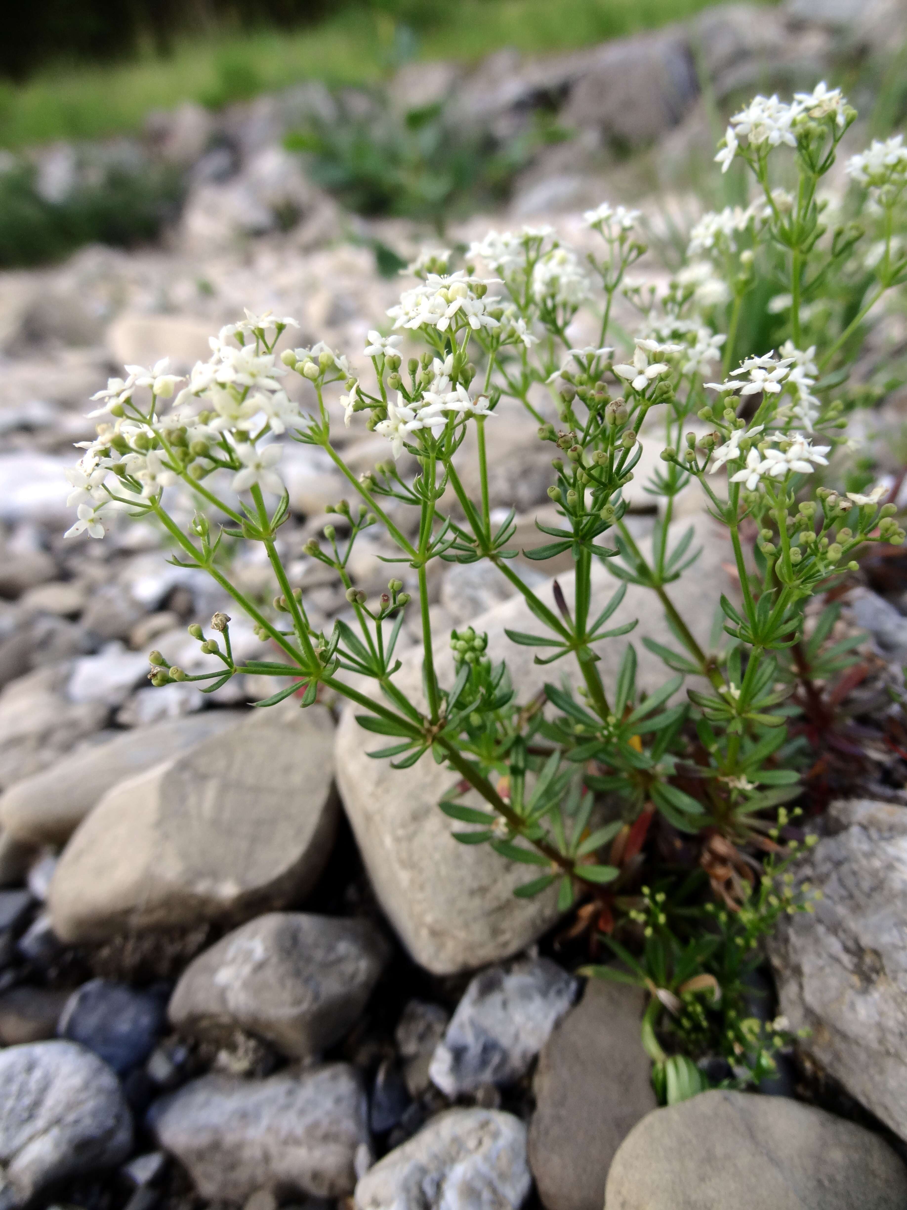 Plancia ëd Galium anisophyllon Vill.