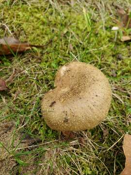 Image of Russula pulverulenta Peck 1902