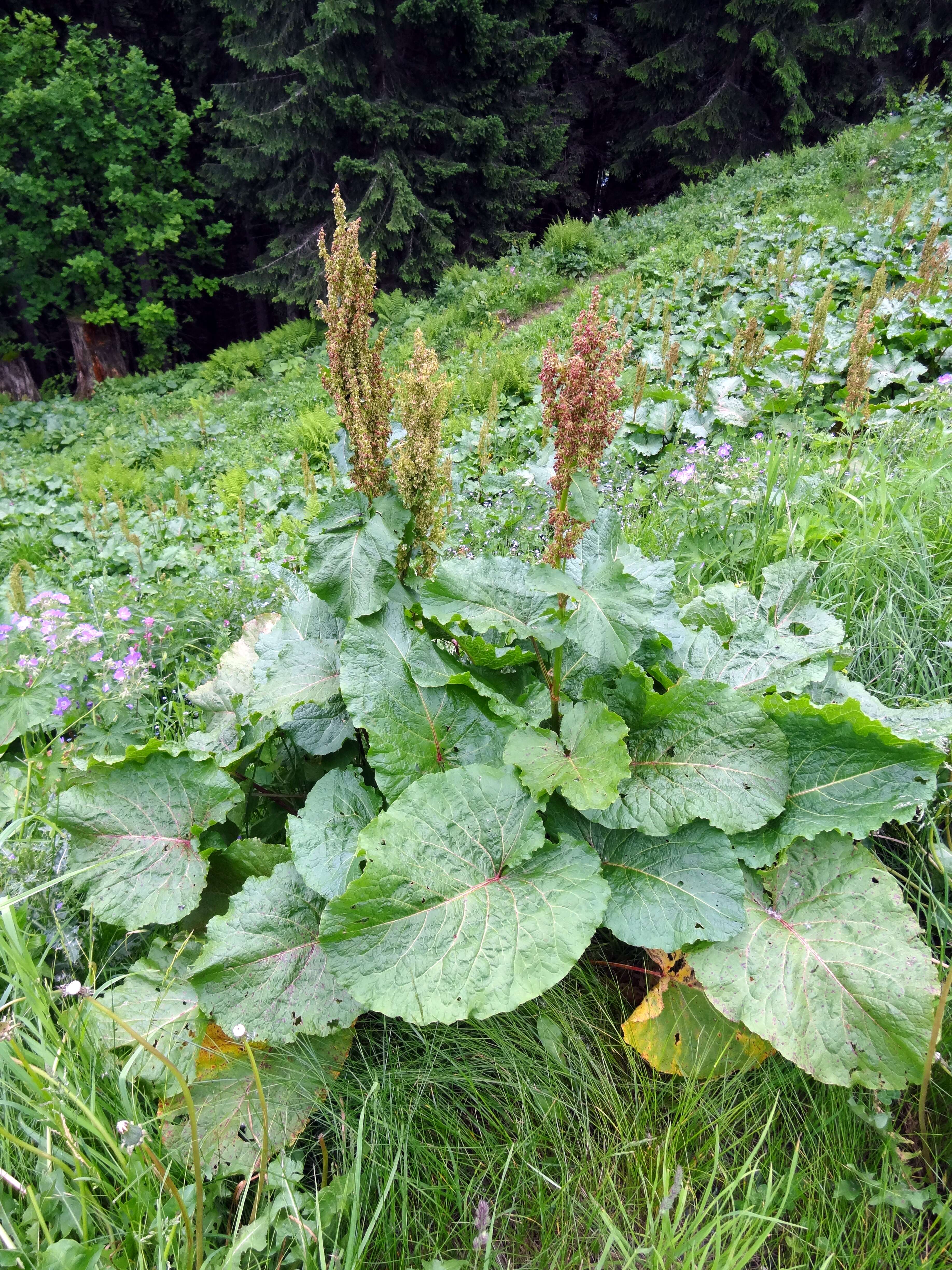 Image of Munk's rhubarb