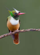 Image of White-crested Coquette