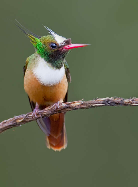 Lophornis adorabilis Salvin 1870 resmi