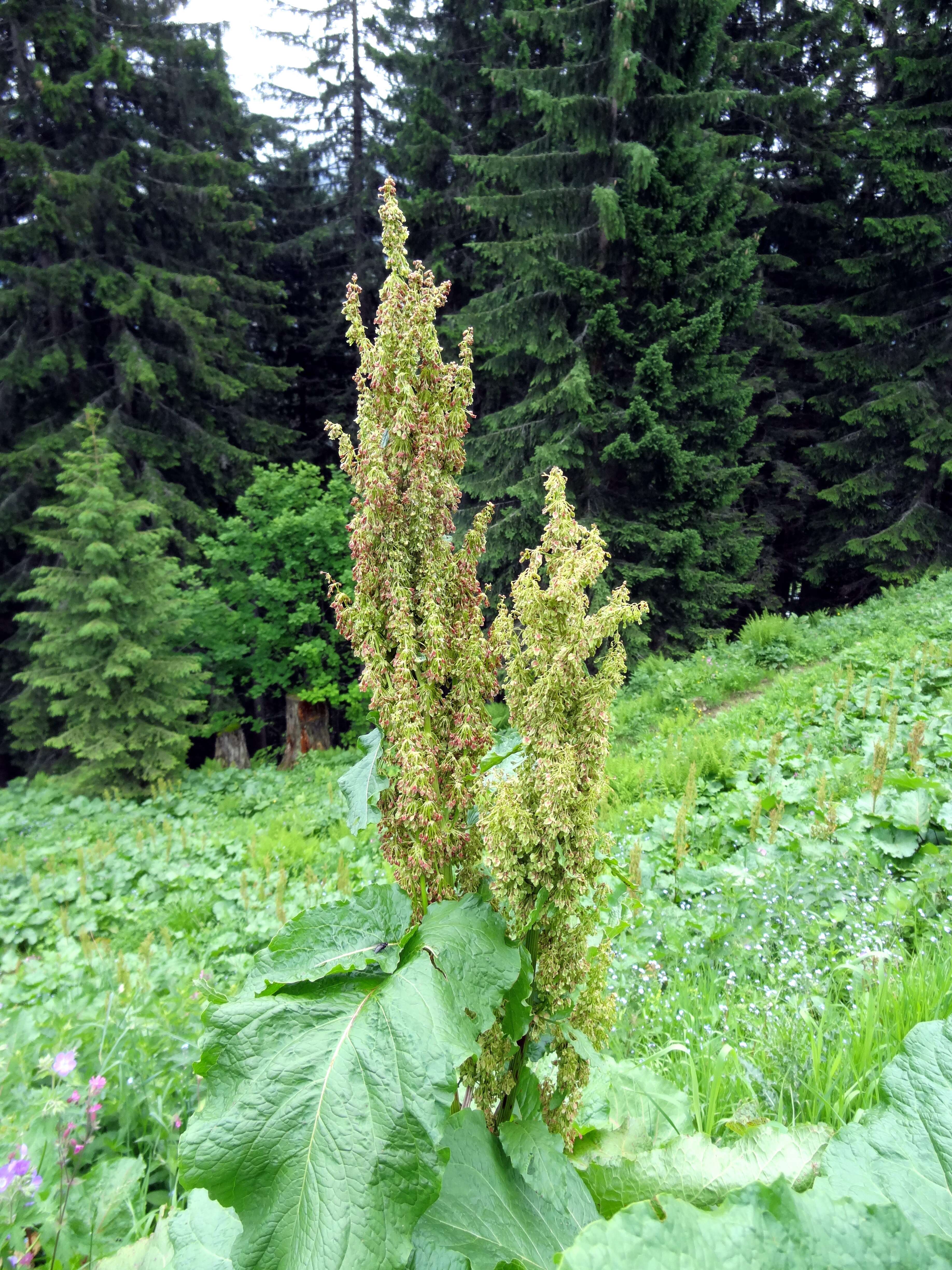 Image of Munk's rhubarb