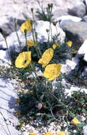 Imagem de Papaver alpinum L.