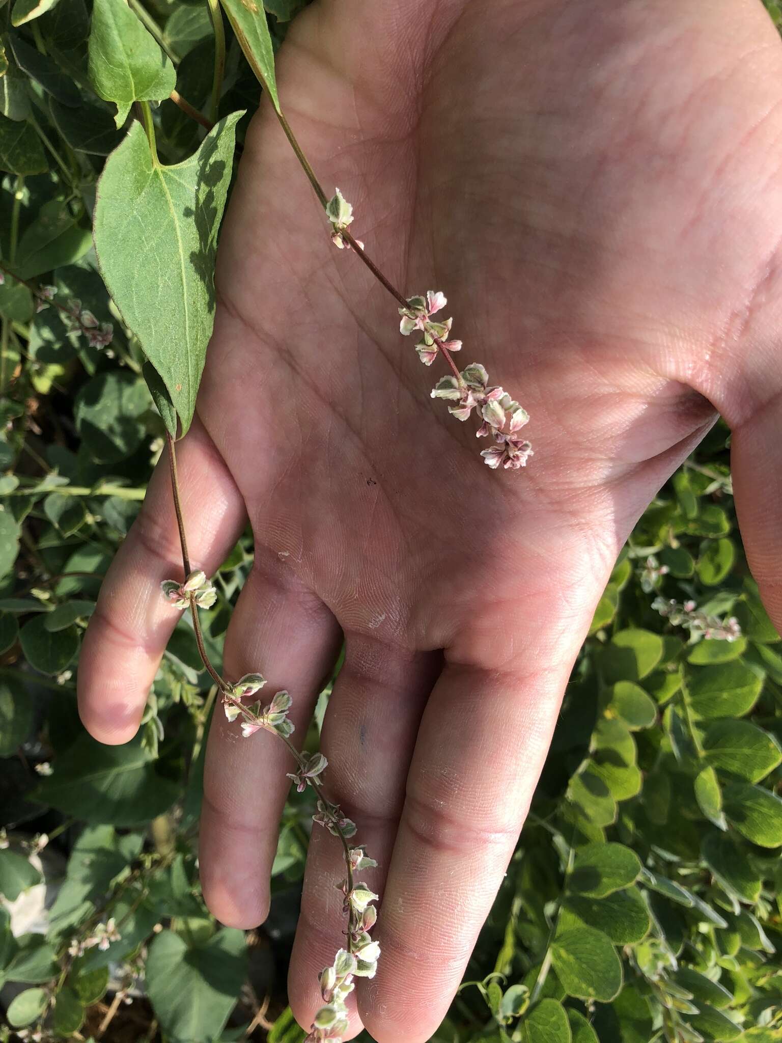 صورة Fallopia convolvulus (L.) A. Löve