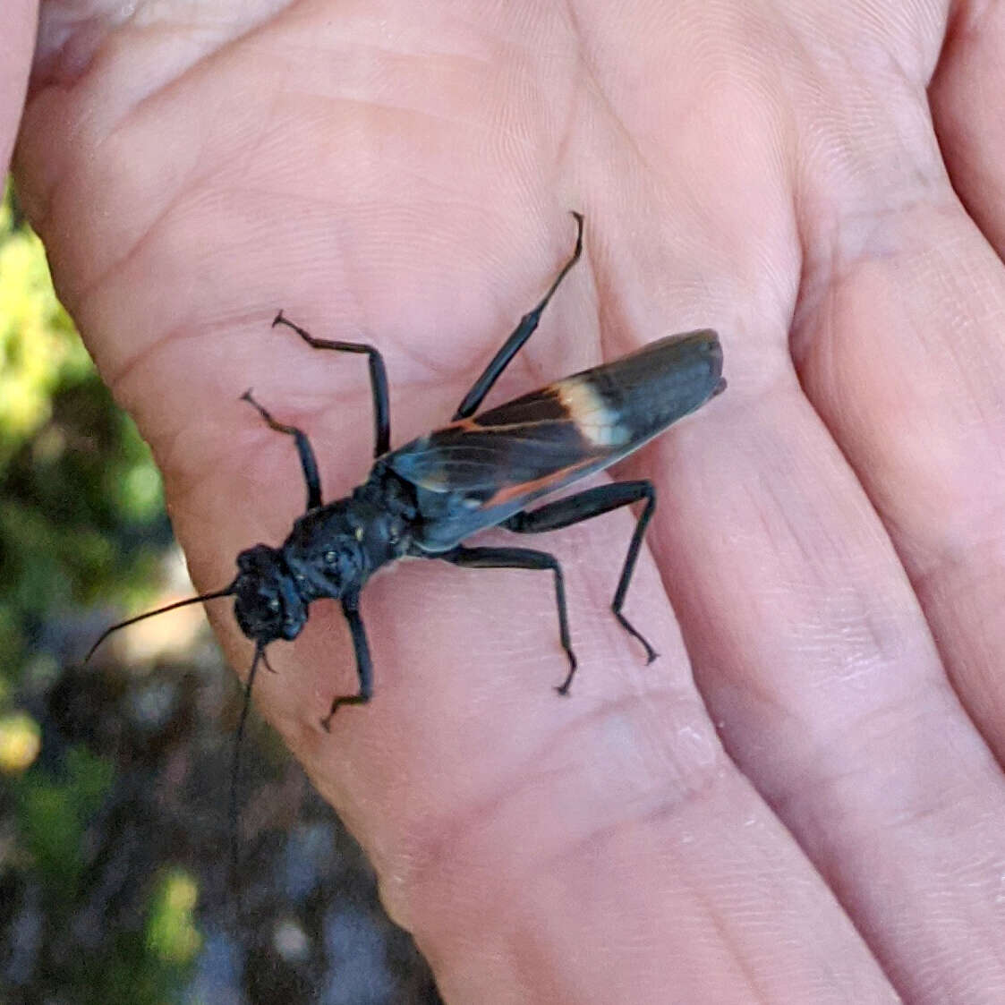 Image of Eusthenia spectabilis Westwood 1832