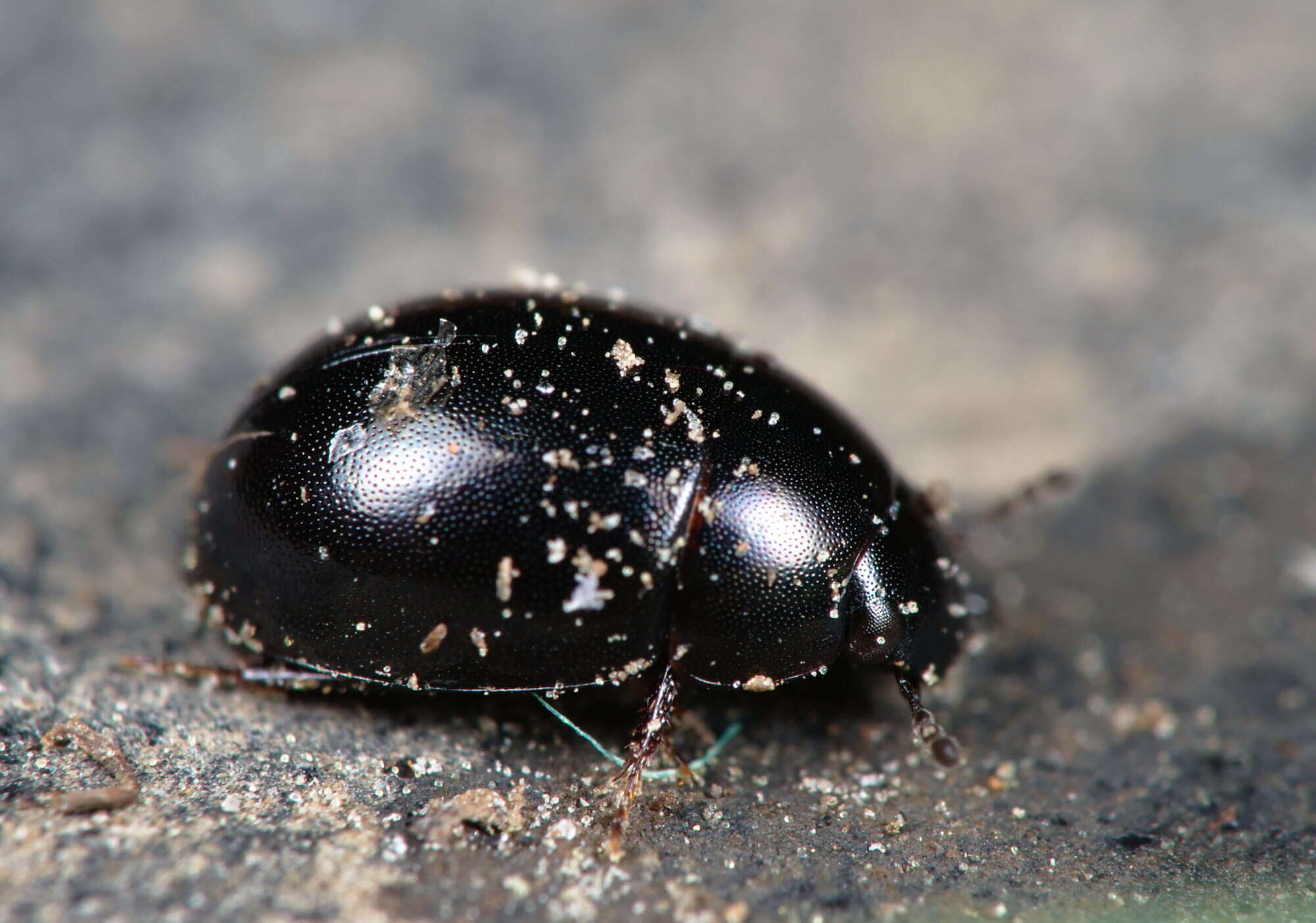 Слика од Coelostoma (Coelostoma) orbiculare (Fabricius 1775)