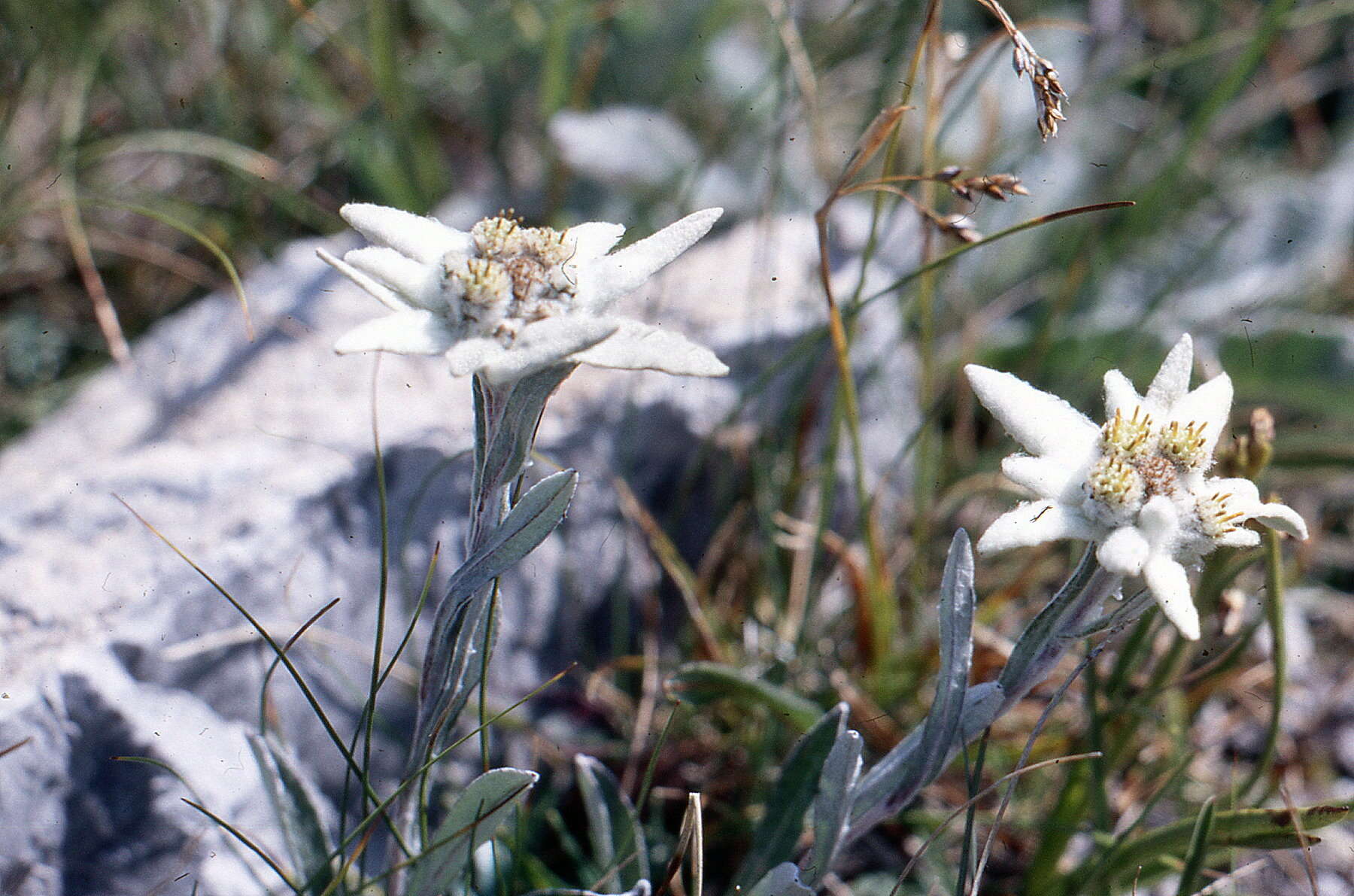 Image of edelweiss